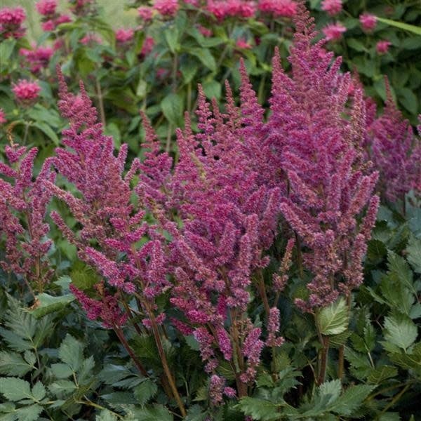 Astilbe - Vision in Red