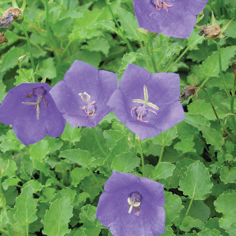 Campanula Carpatica - Blue Clips