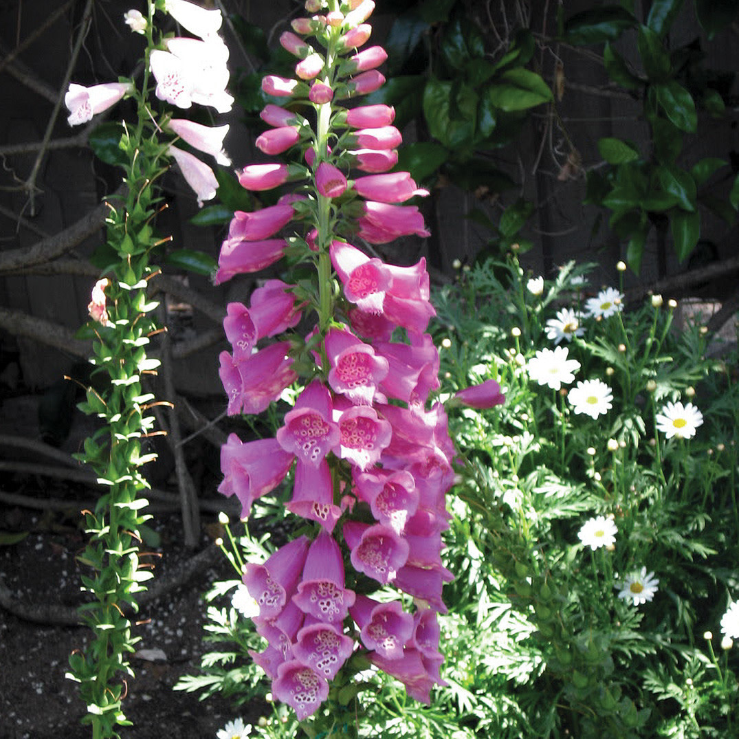 Digitalis - Dalmatian Rose