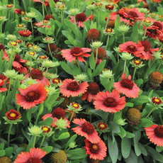 Gaillardia (Blanket Flower) - Spin Top Red