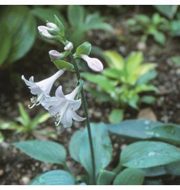 Hosta (Plantain Lily) - Fragrant Blue