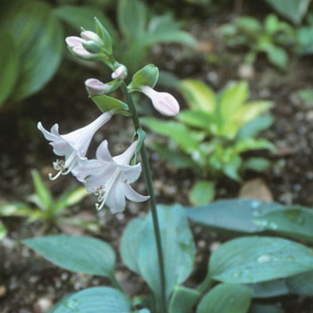 Hosta (Plantain Lily) - Fragrant Blue