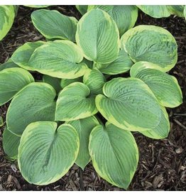 Hosta (Plantain Lily) - Frances Williams