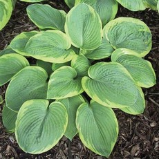 Hosta (Plantain Lily) - Frances Williams