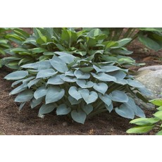 Hosta (Plantain Lily) - Halcyon