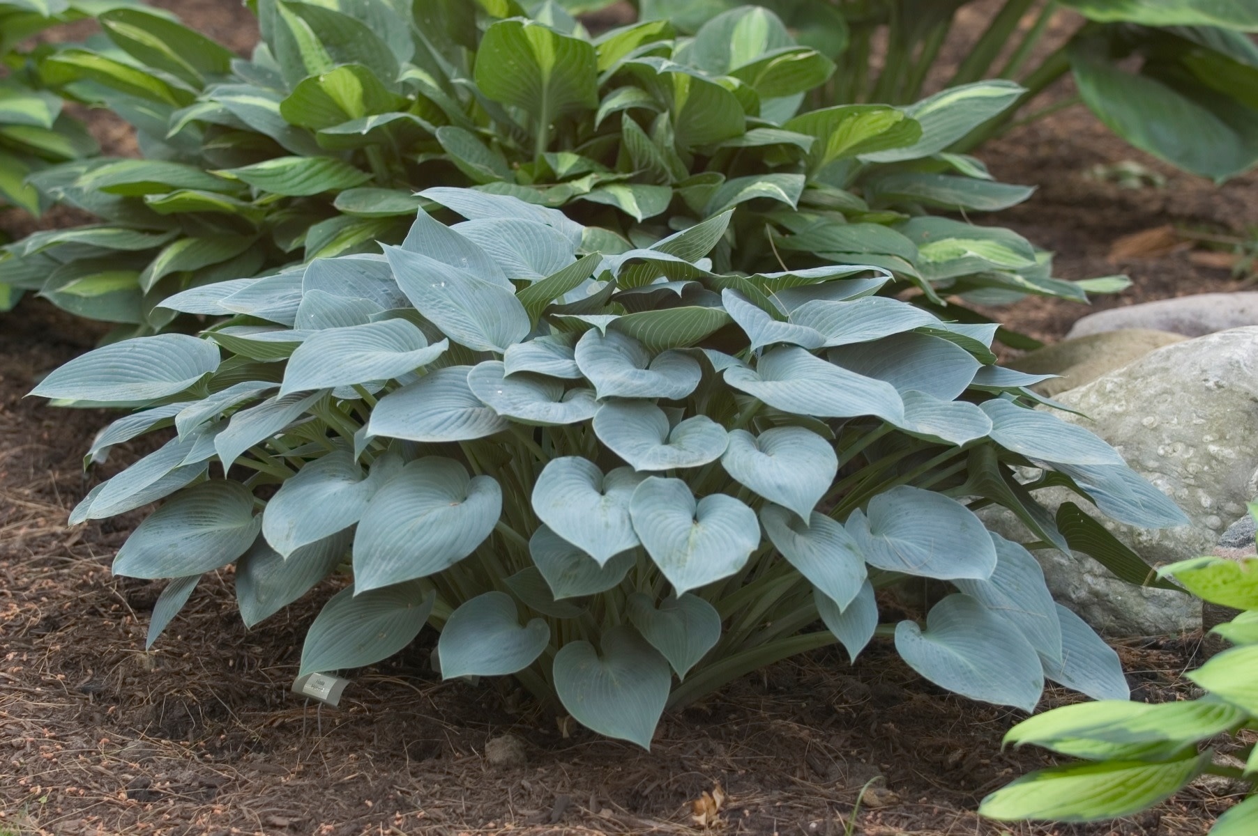 Hosta (Plantain Lily) - Halcyon