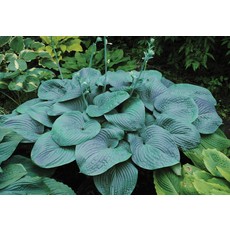 Hosta (Plantain Lily) - Humpback Whale