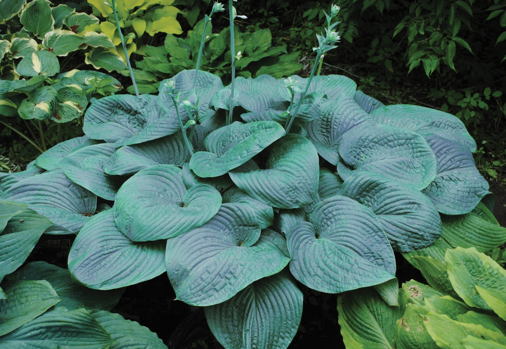 Hosta (Plantain Lily) - Humpback Whale