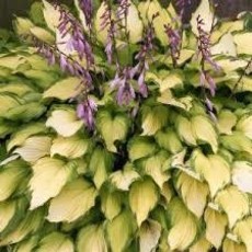 Hosta (Plantain Lily) - Lady Guinevere