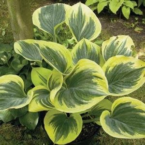 Hosta (Plantain Lily) - Liberty