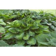 Hosta (Plantain Lily) - Paradigm