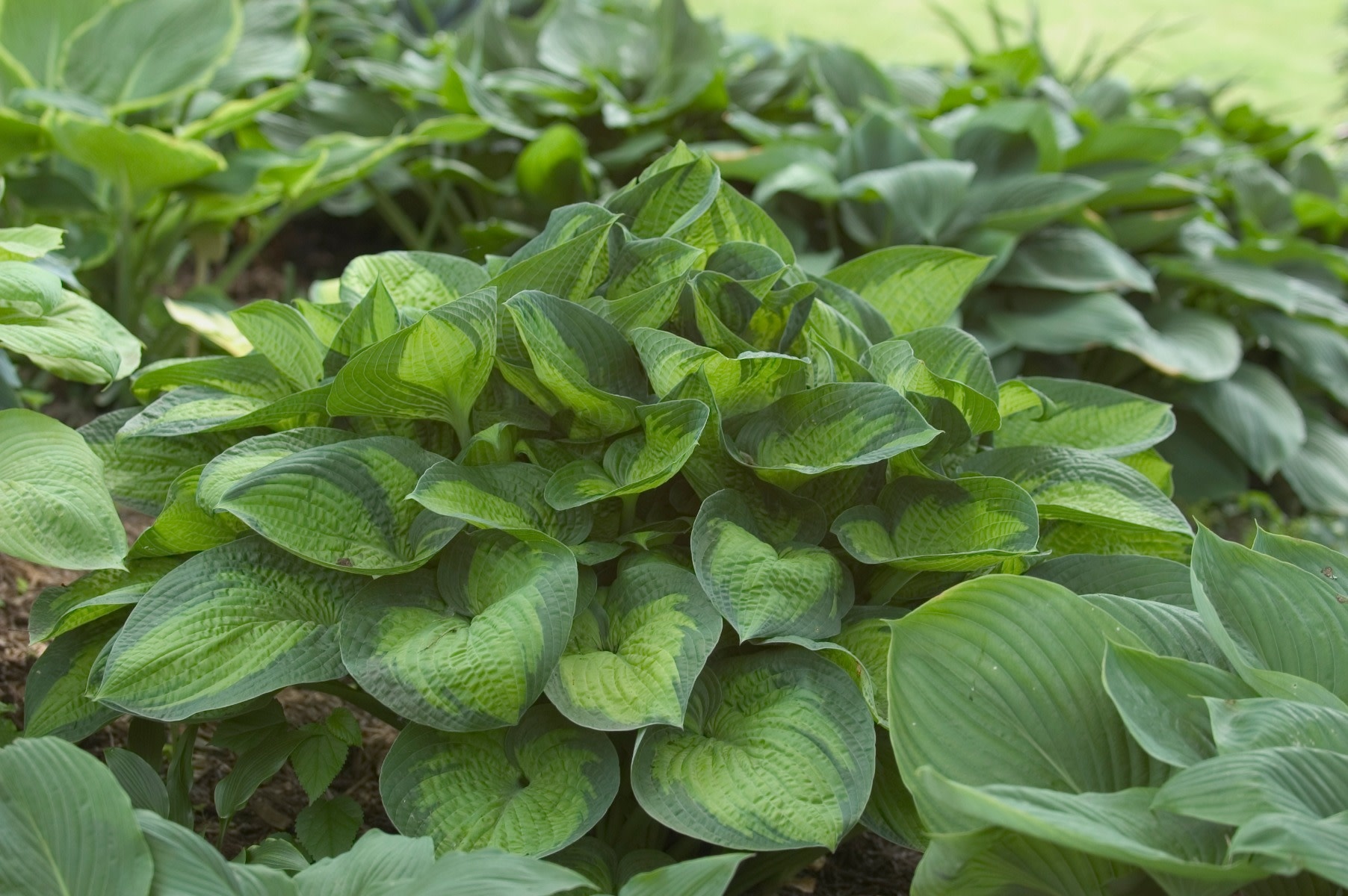 Hosta (Plantain Lily) - Paradigm