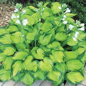 Hosta (Plantain Lily) - Rainforest Sunrise