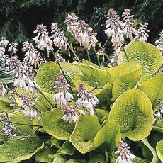 Hosta (Plantain Lily) - Sum & Substance