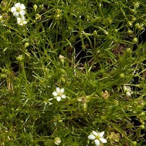 Sagina Subulata (Irish Moss)