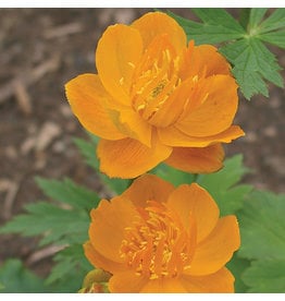 Trollius (Globe Flower) - Chinensis Golden Queen