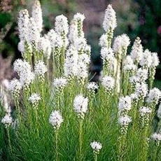 Liatris 'Floristan White'