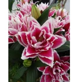 PER1 Lilium - Double Oriental Lily - Roselily Samantha