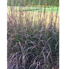Perennial Ornamental Grass - Andropogon Black Hawk