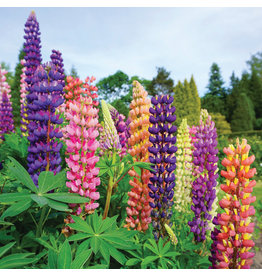 Lupinus - Gallery Mix