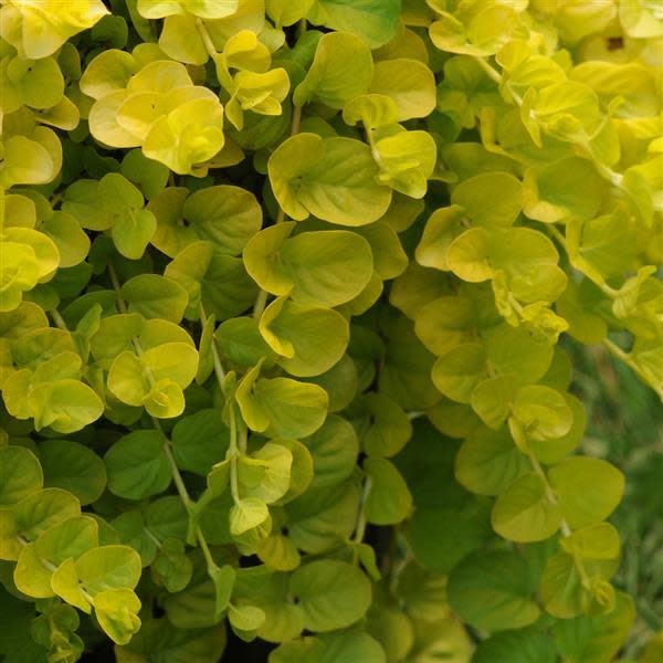 Lysimachia Nummularia