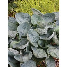 Hosta (Plantain Lily) - Big Daddy