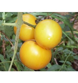 Home Grown Tomato - Lemon Boy
