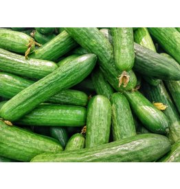 Home Grown Cucumber - Long English