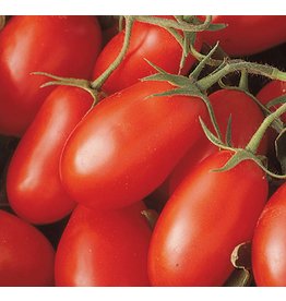 Tomato - La Romma III Red