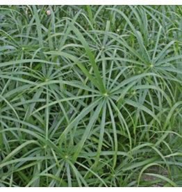 Grass Ornamental - Cyperus Papyrus Baby Tut