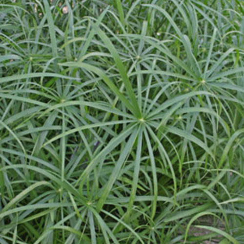 Grass Ornamental - Cyperus Papyrus Baby Tut