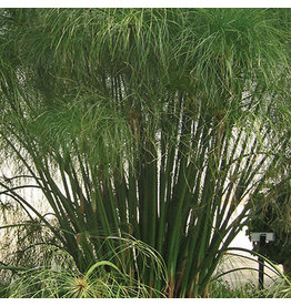 Grass Ornamental - Cyperus Papyrus King Tut