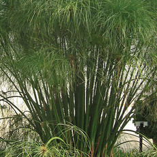Grass Ornamental - Cyperus Papyrus King Tut