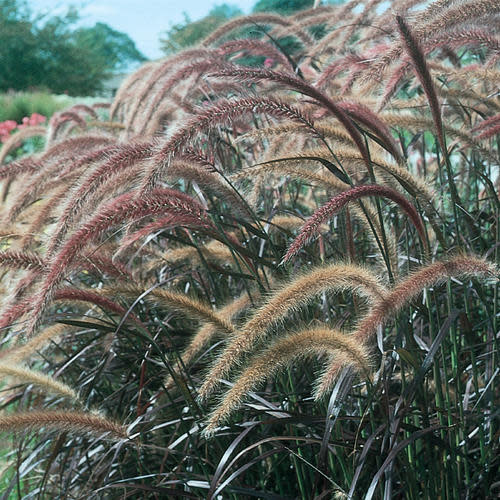 Grass Ornamental - Pennisetum Rub.(Prp Fountain)