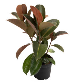 Ficus - Elastica Robusta - 6"