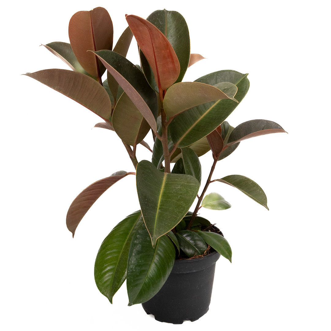 Ficus - Elastica Robusta - 6"