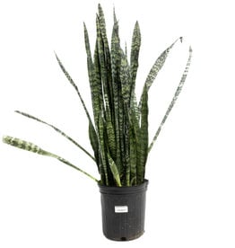 Sansevieria - Wintergreen - 8"