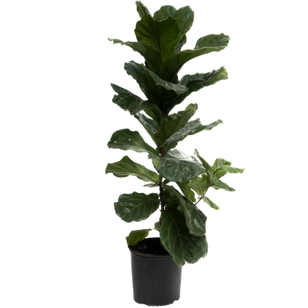 Ficus - Lyrata Bush - 10''