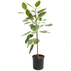 Ficus Altissma Std - 10"