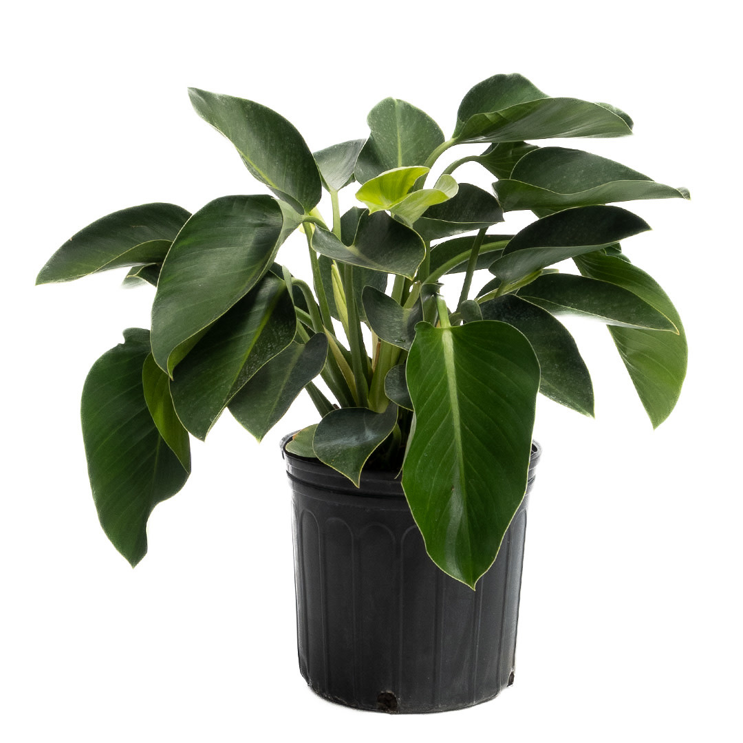 Philodendron - Congo - 10"