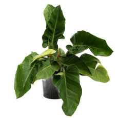 Philodendron - Imperial Green - 10"