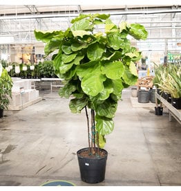 Ficus - Lyrata Bush - 17"