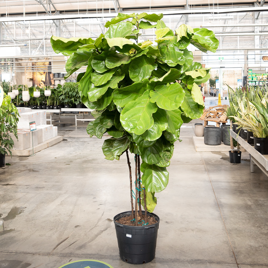 Ficus - Lyrata Bush - 17"