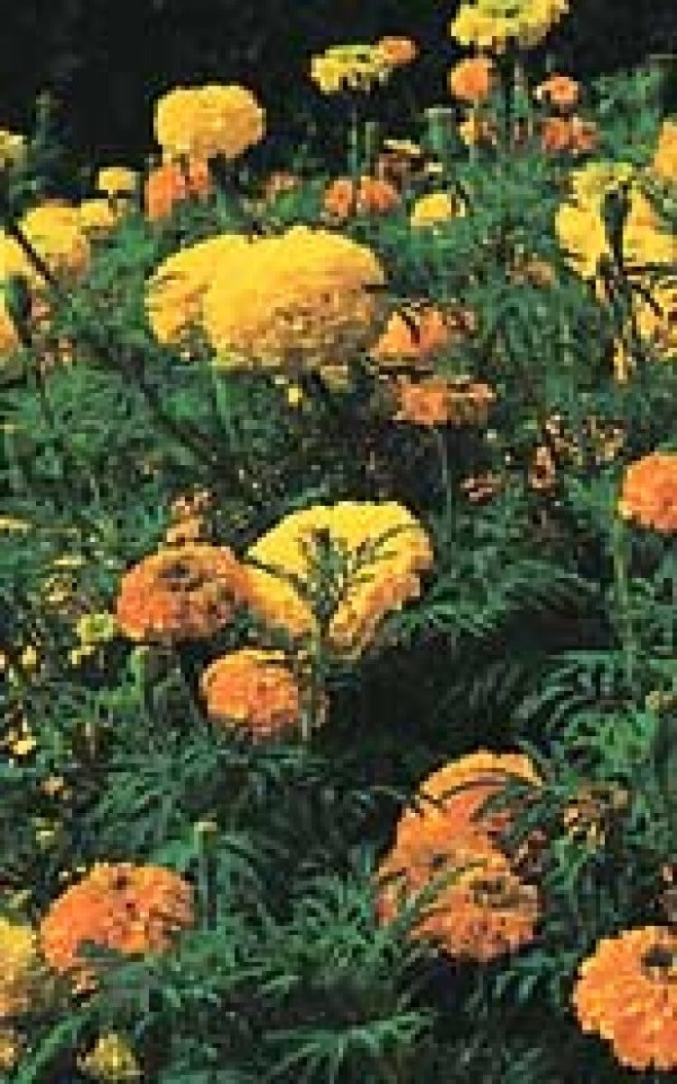 OSC Crackerjack Mixed Marigold Seeds 5640