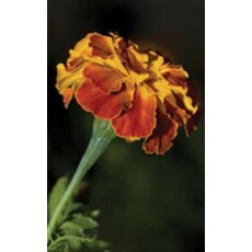 OSC Petite Yellow Marigold Seeds 5655