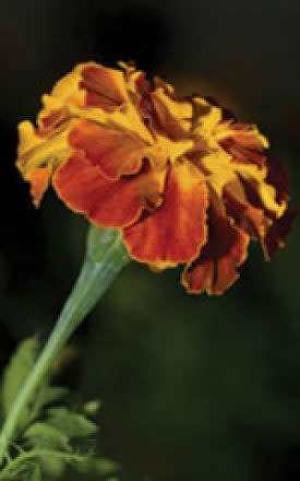 OSC Petite Yellow Marigold Seeds 5655