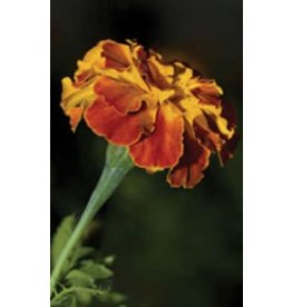 OSC Sparky Marigold Seeds 5665