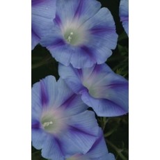 Dacapo Light Blue Morning Glory Seeds 5735