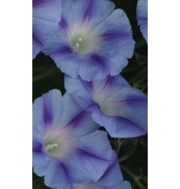 OSC Dacapo Light Blue Morning Glory Seeds 5735