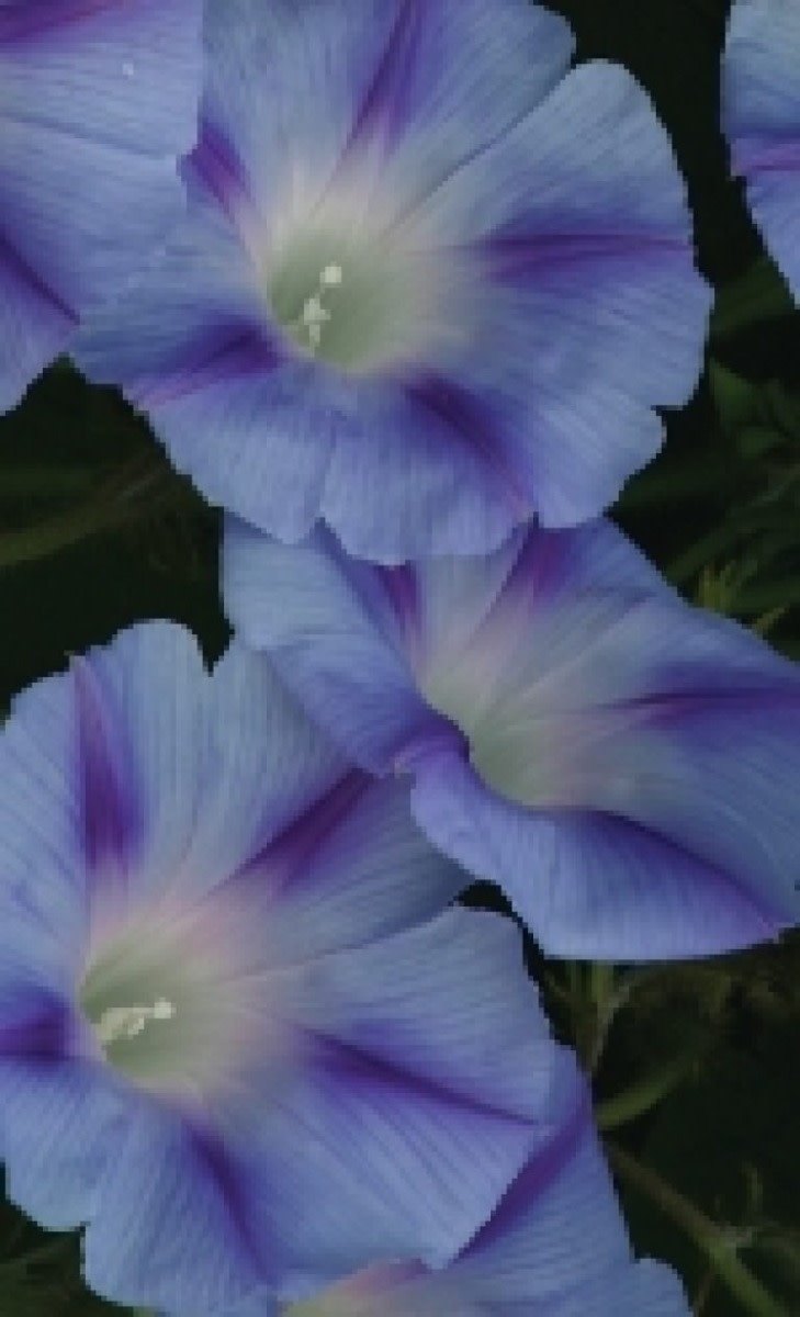 OSC Dacapo Light Blue Morning Glory Seeds 5735